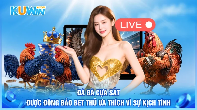 Kuwin Đá gà trực tiếp Đá gà cựa sắt được đông đảo bet thủ ưa thích vì sự kịch tính
